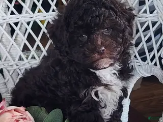 Maltipoo dogs Hailey - Ad 38