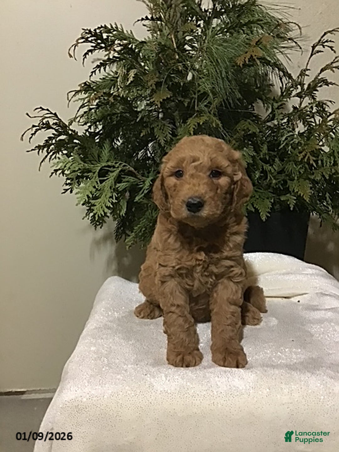 Mini Goldendoodle dogs for sale: Johnny - Ad 1