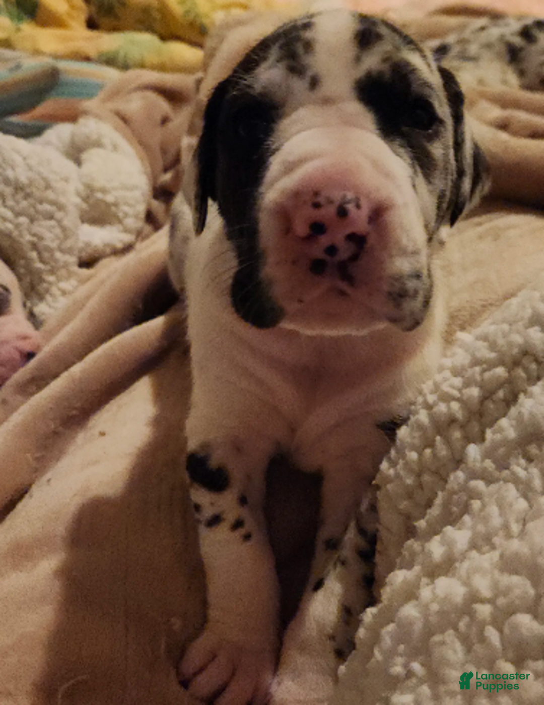 Great Dane dogs for sale: TOP QUALITY EURO - Ad 1