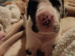 Great Dane dogs TOP QUALITY EURO - Ad 1