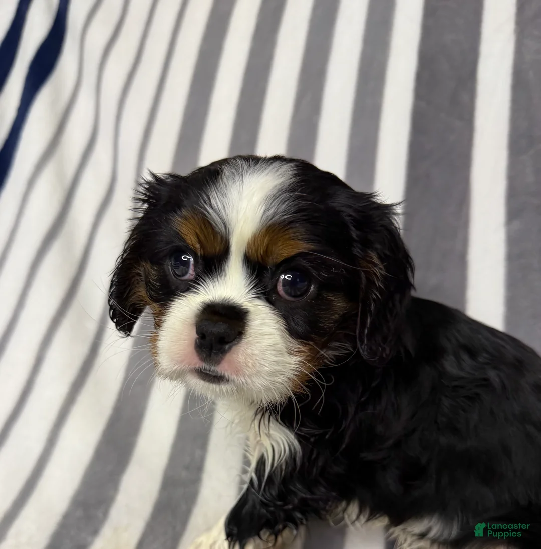 Cavalier King Charles Spaniel dogs for sale: Espresso  - Ad 1