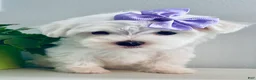 Maltese dogs for sale: Teacup Annie - Ad 7