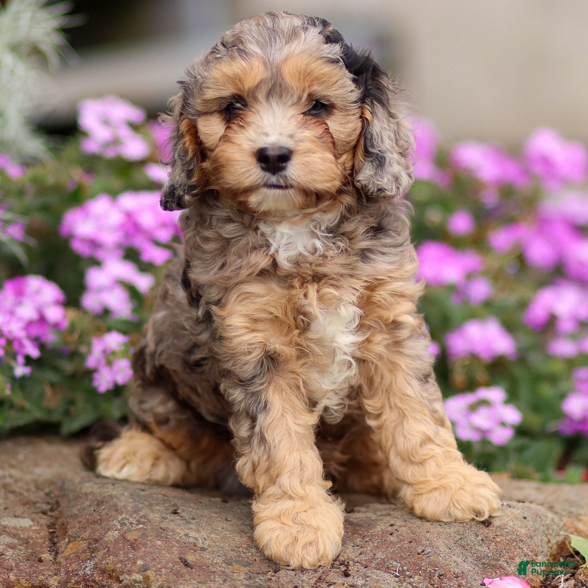 Cavapoo dogs Joey - Ad 28