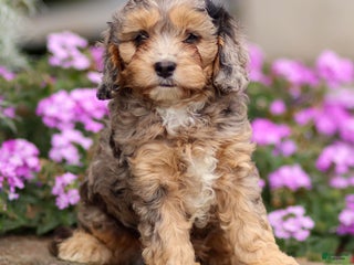Cavapoo dogs Joey - Ad 12