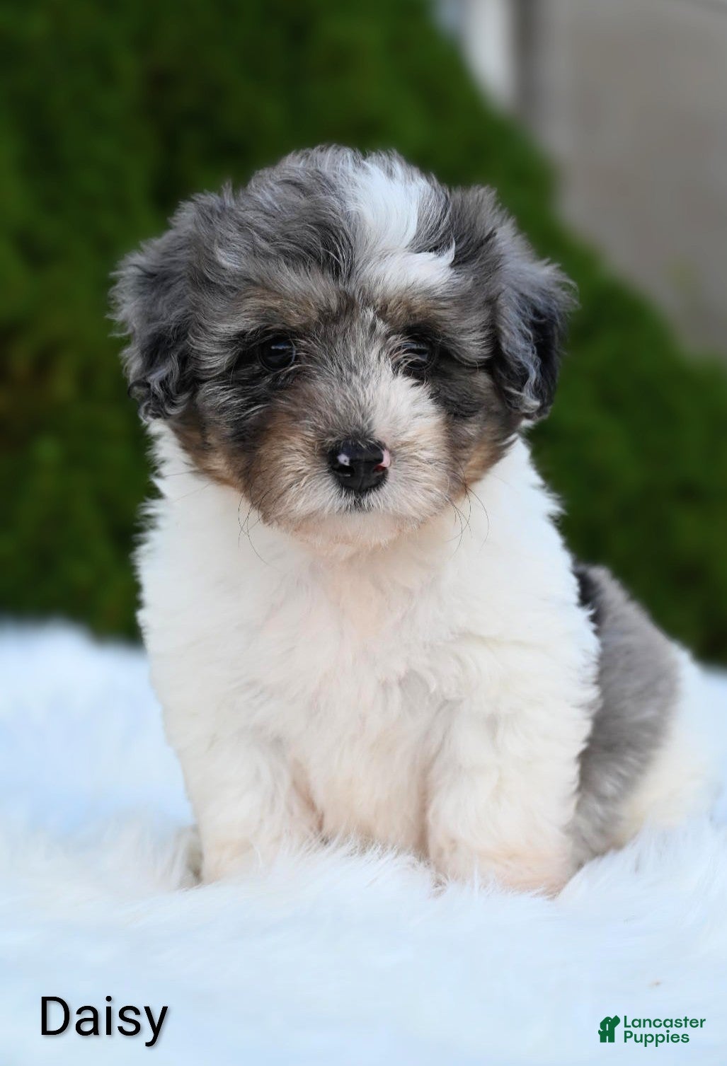 Miniature Australian Shepherd dogs Daisy - Ad 1