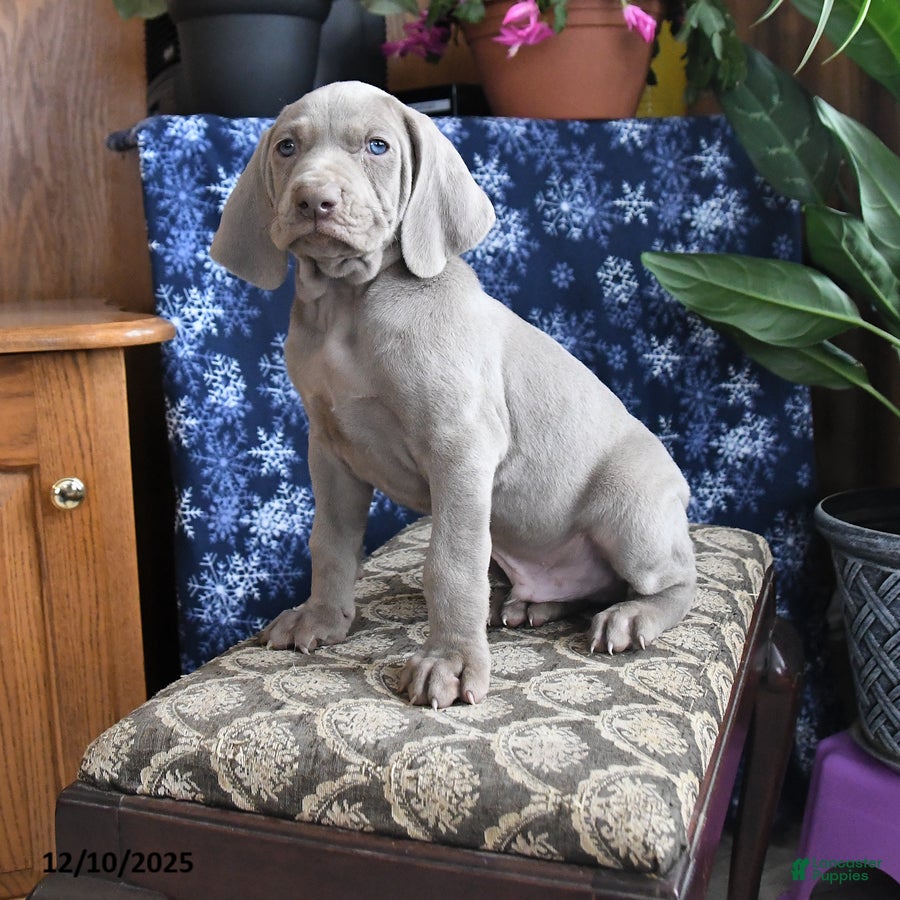 Weimaraner dogs Duke - Ad 10