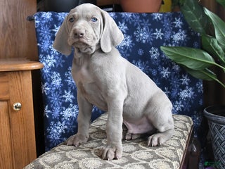 Weimaraner dogs Duke - Ad 9