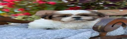 Shih Tzu dogs for sale: Seely - Ad 1