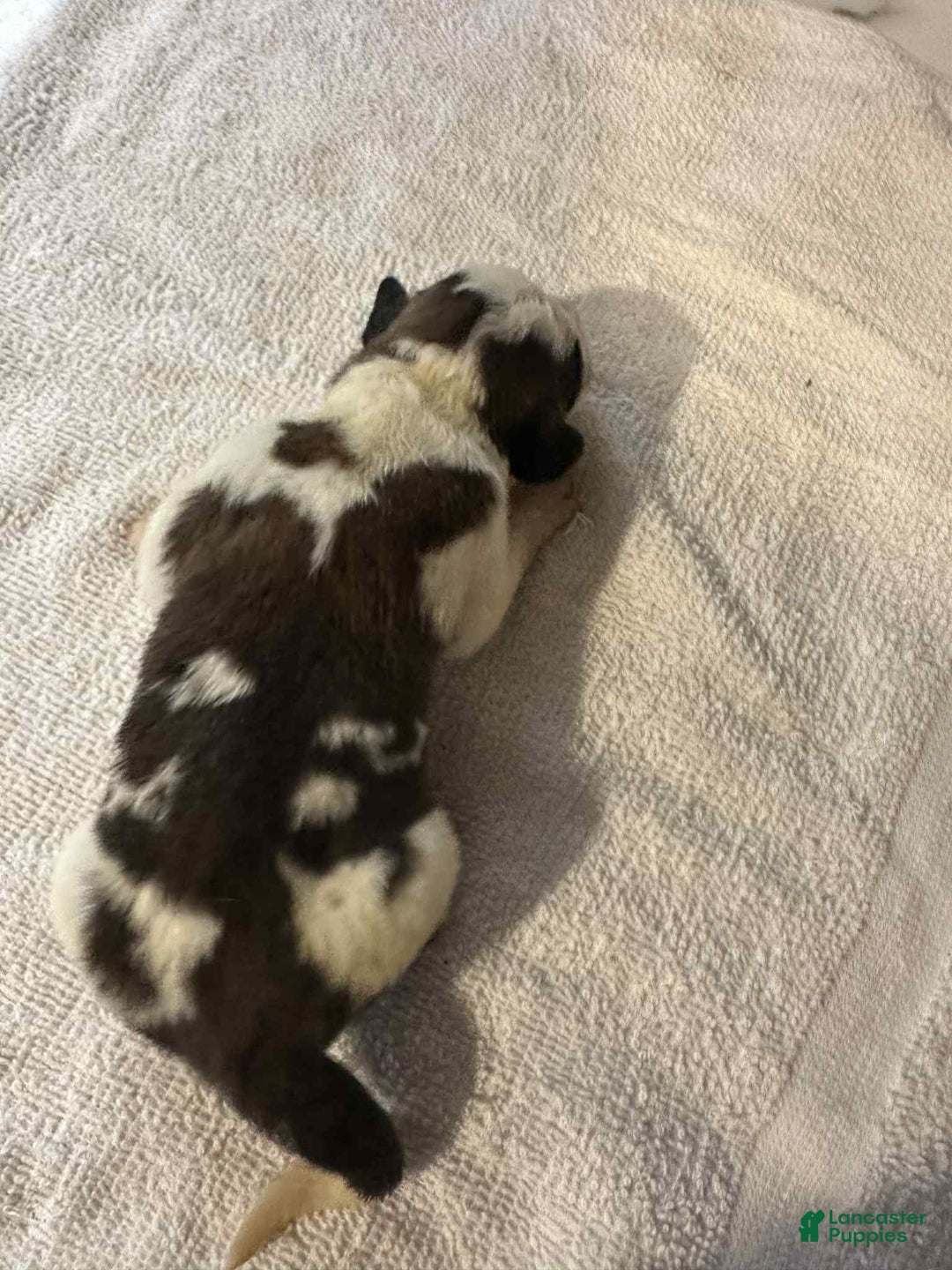 Saint Bernard dogs for sale: Puppy 3 - Ad 25