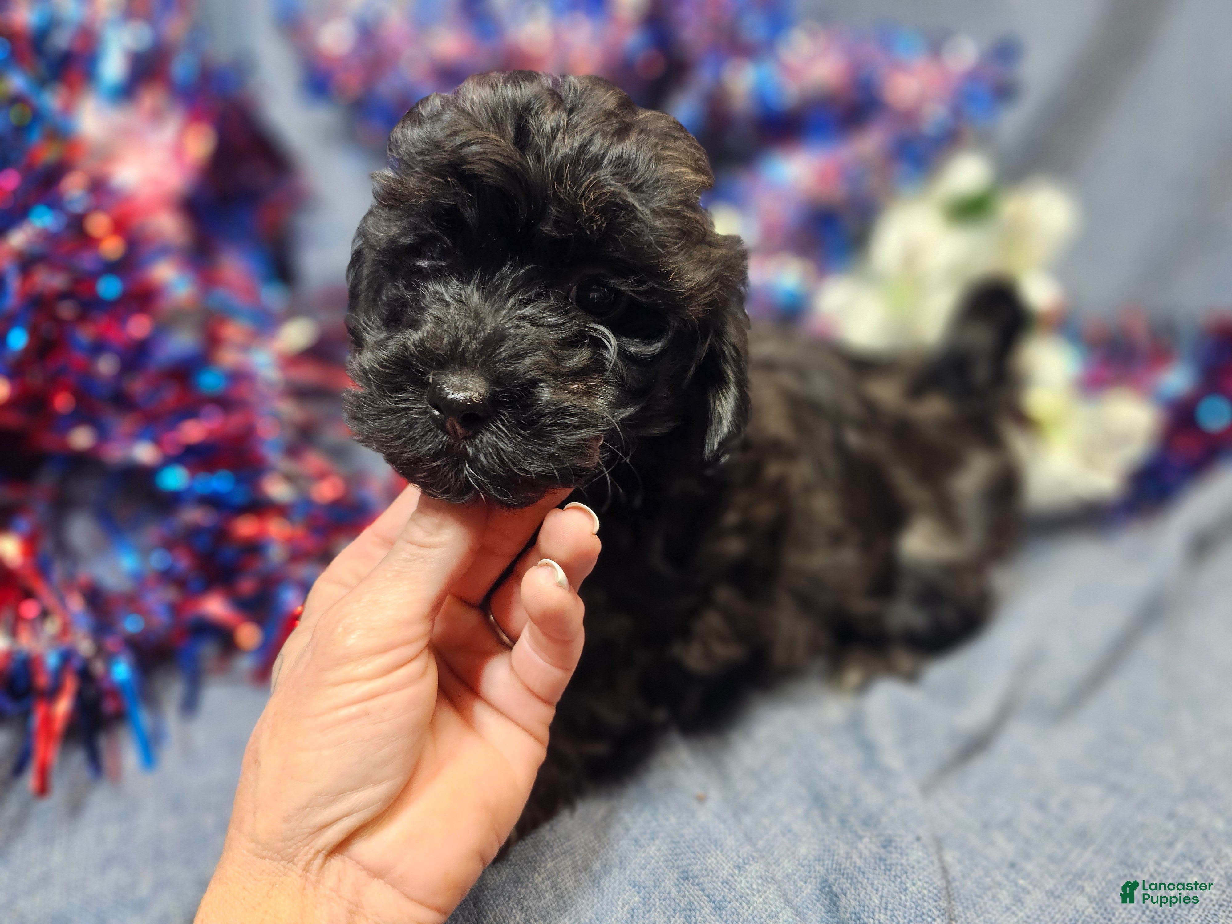 Havapoo dogs Jewel (Female) - Ad 1