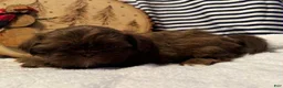 Shih Tzu dogs for sale: Waffle - Ad 1