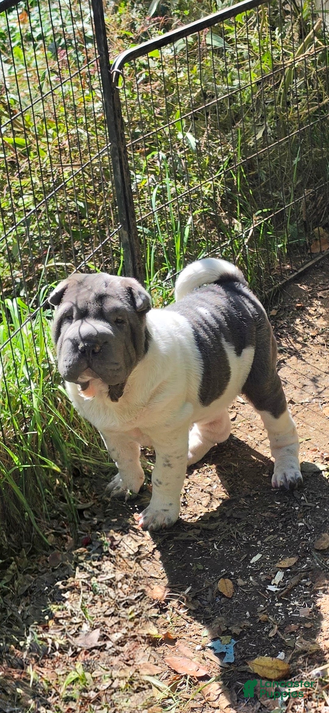 Shar Pei dogs for sale: Blue boy  - Ad 1
