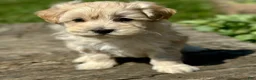 Maltipoo dogs for sale: Daisy - Ad 8