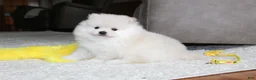 Pomeranian dogs for sale: Emerson - Ad 4