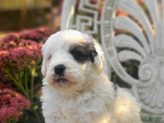 Saint Berdoodles dogs - Ad 32