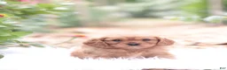 Cavapoo dogs for sale: Tom - Ad 6