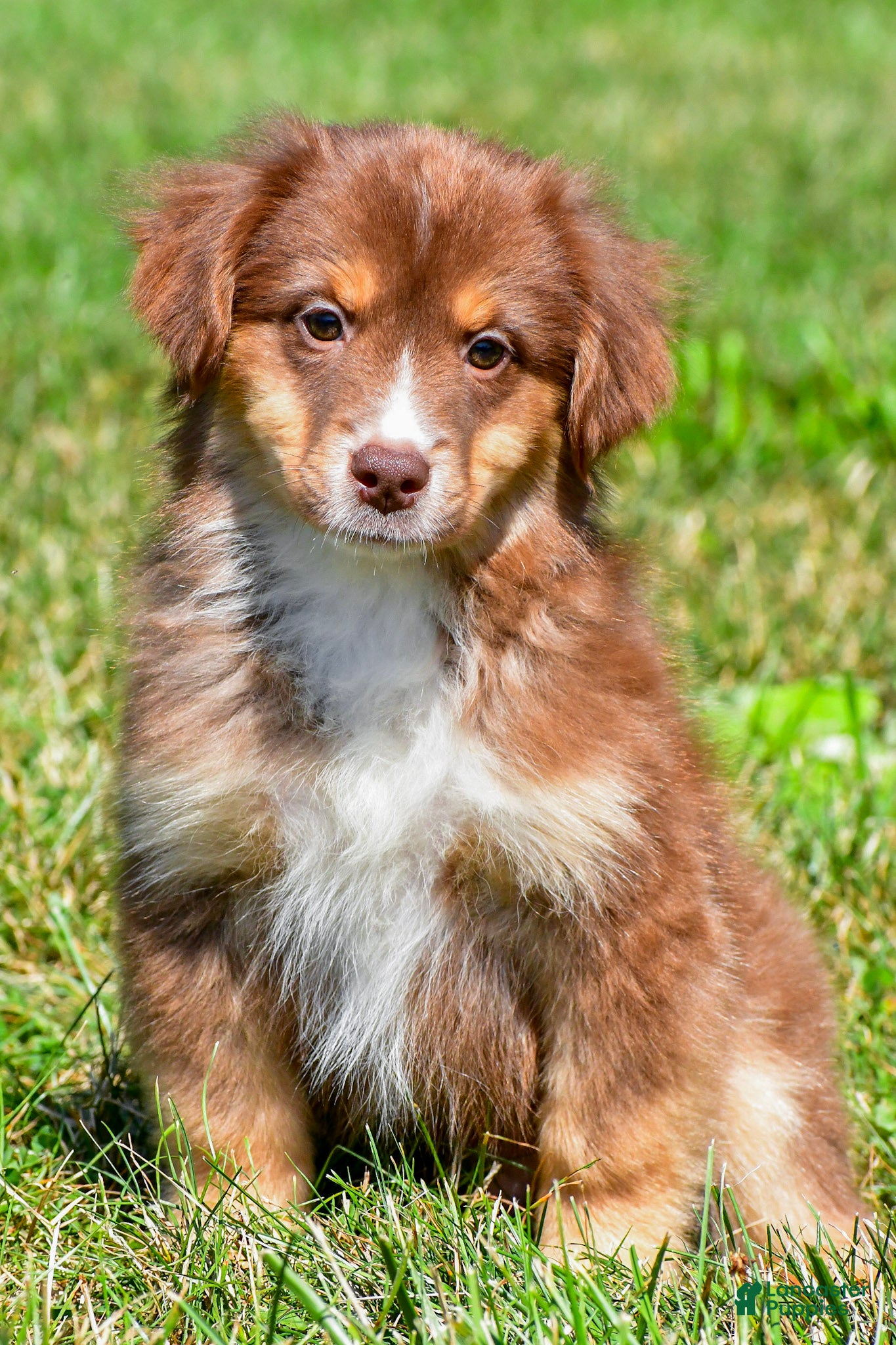 Miniature Australian Shepherd dogs Nero - Ad 2