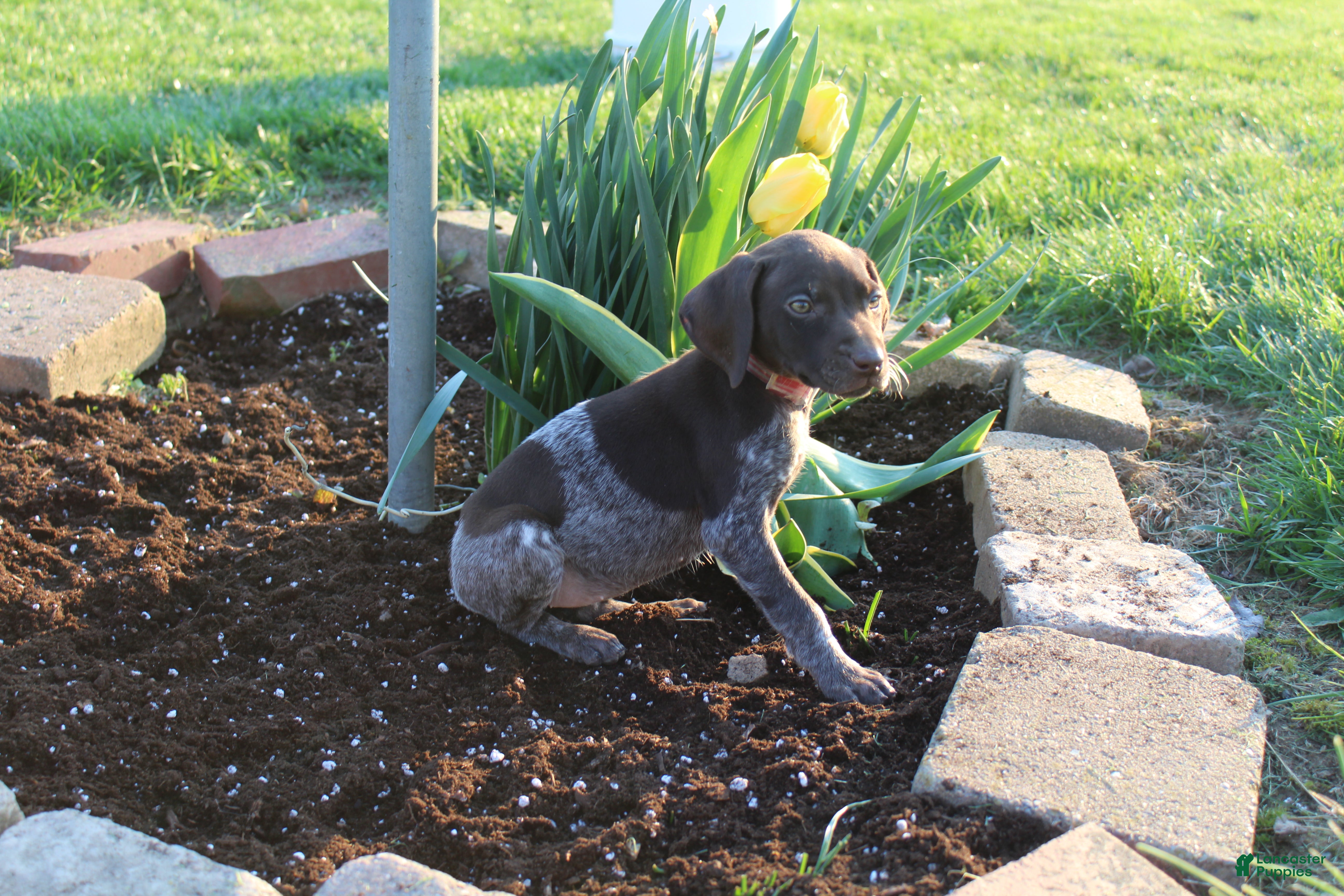 German Shorthaired Pointer dogs Rose - Ad 1