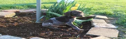 German Shorthaired Pointer dogs for sale: Rose - Ad 1