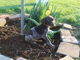 German Shorthaired Pointer dogs for sale: Rose - Ad 1