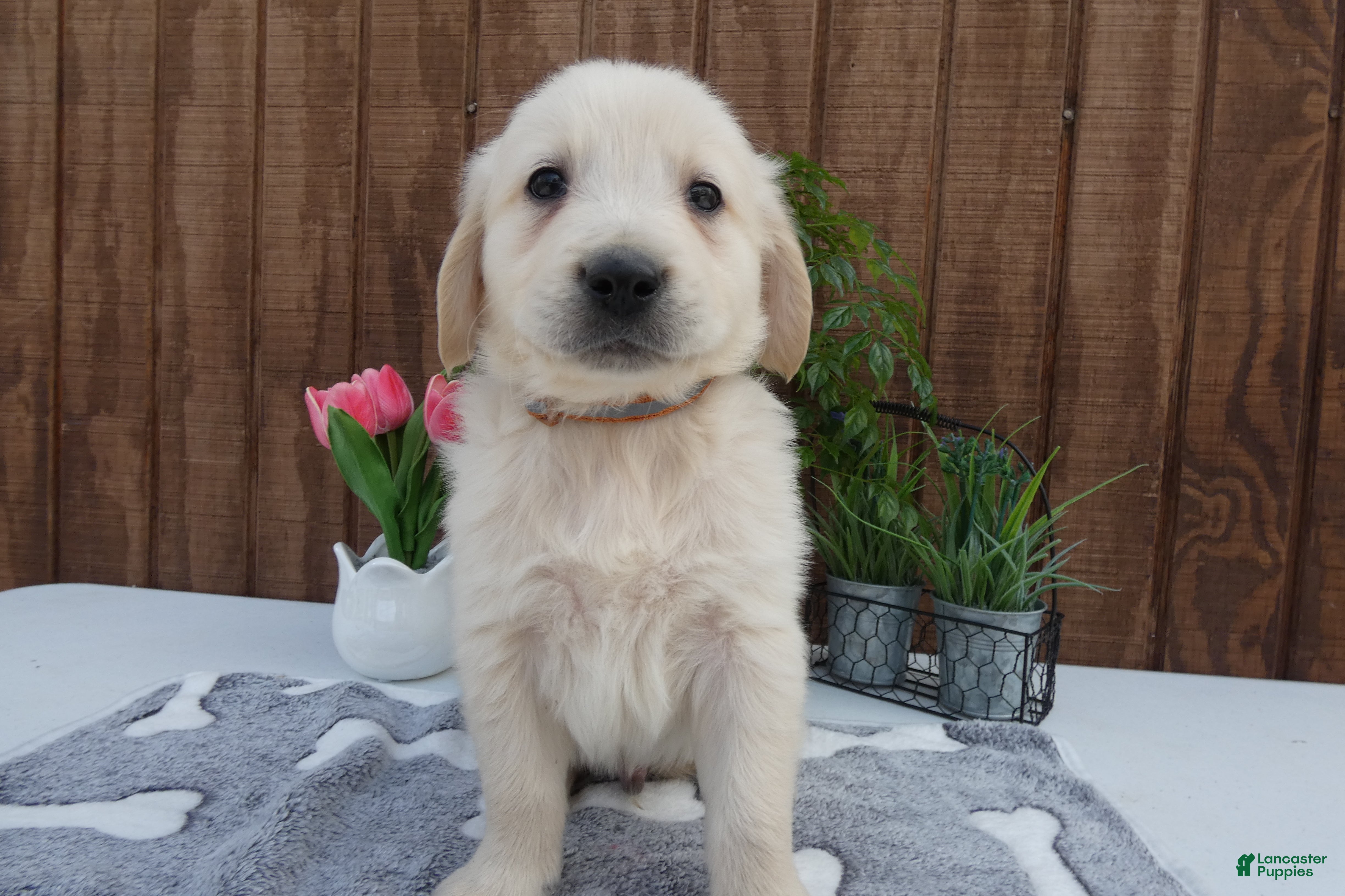 Golden Retriever dogs Golden Retriever 2 Dextor - Ad 18
