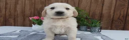 Golden Retriever dogs for sale: Golden Retriever 2 Dextor - Ad 1