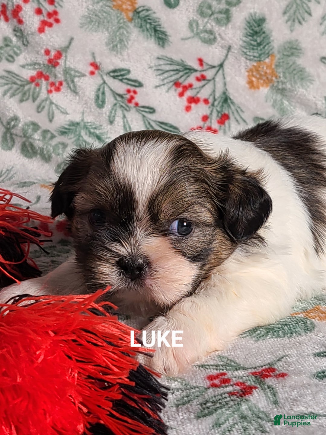 Shih Tzu dogs for sale: Luke  - Ad 1