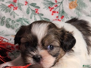 Shih Tzu dogs Luke - Ad 37