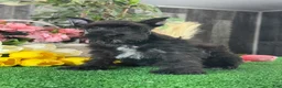 Miniature Schnauzer dogs for sale: Kobe - Ad 3