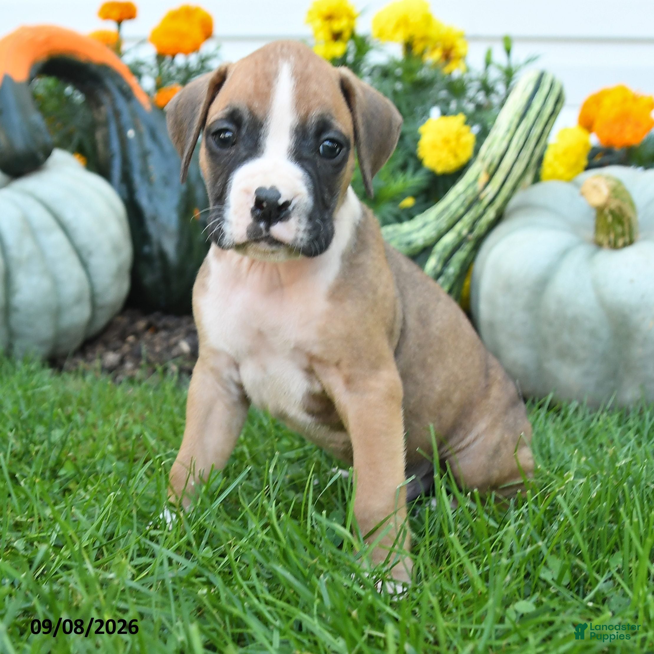 Boxer dogs Logan - Ad 2