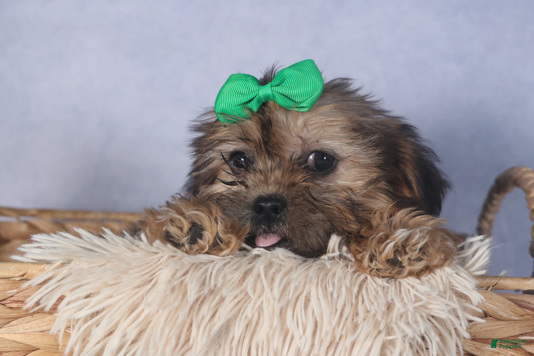 Shorkie dogs JAMIE - Ad 2