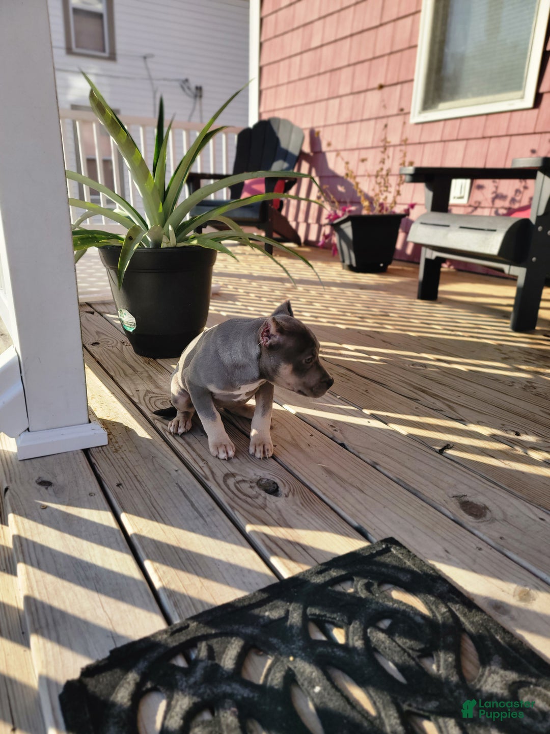 American Bully dogs for sale: American Bully Puppy 2 - Ad 9