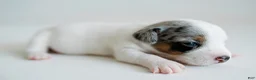 Jack Russell Terrier dogs for sale: Jack Russell Terrier 4 - Ad 3