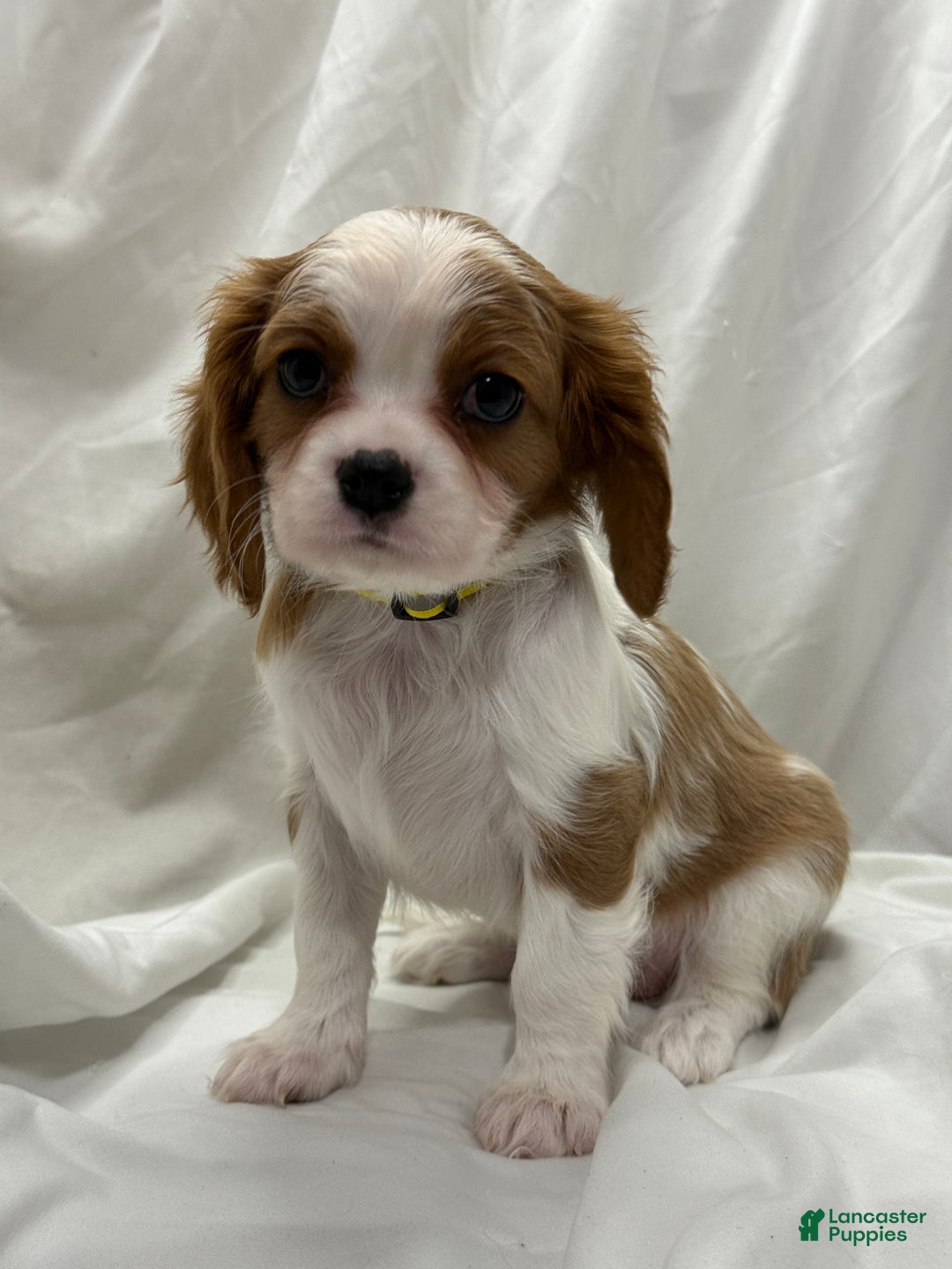 Cavalier King Charles Spaniel dogs for sale: Johnny - Ad 6