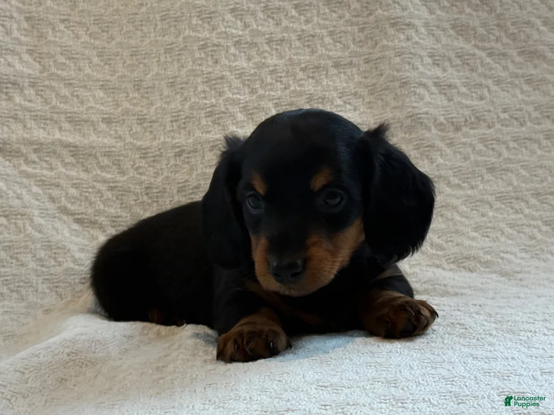 Miniature Dachshund dogs for sale: Addie - Ad 5