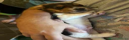 Basset Hound dogs for sale: Basset Hound 4-blue collar - Ad 6