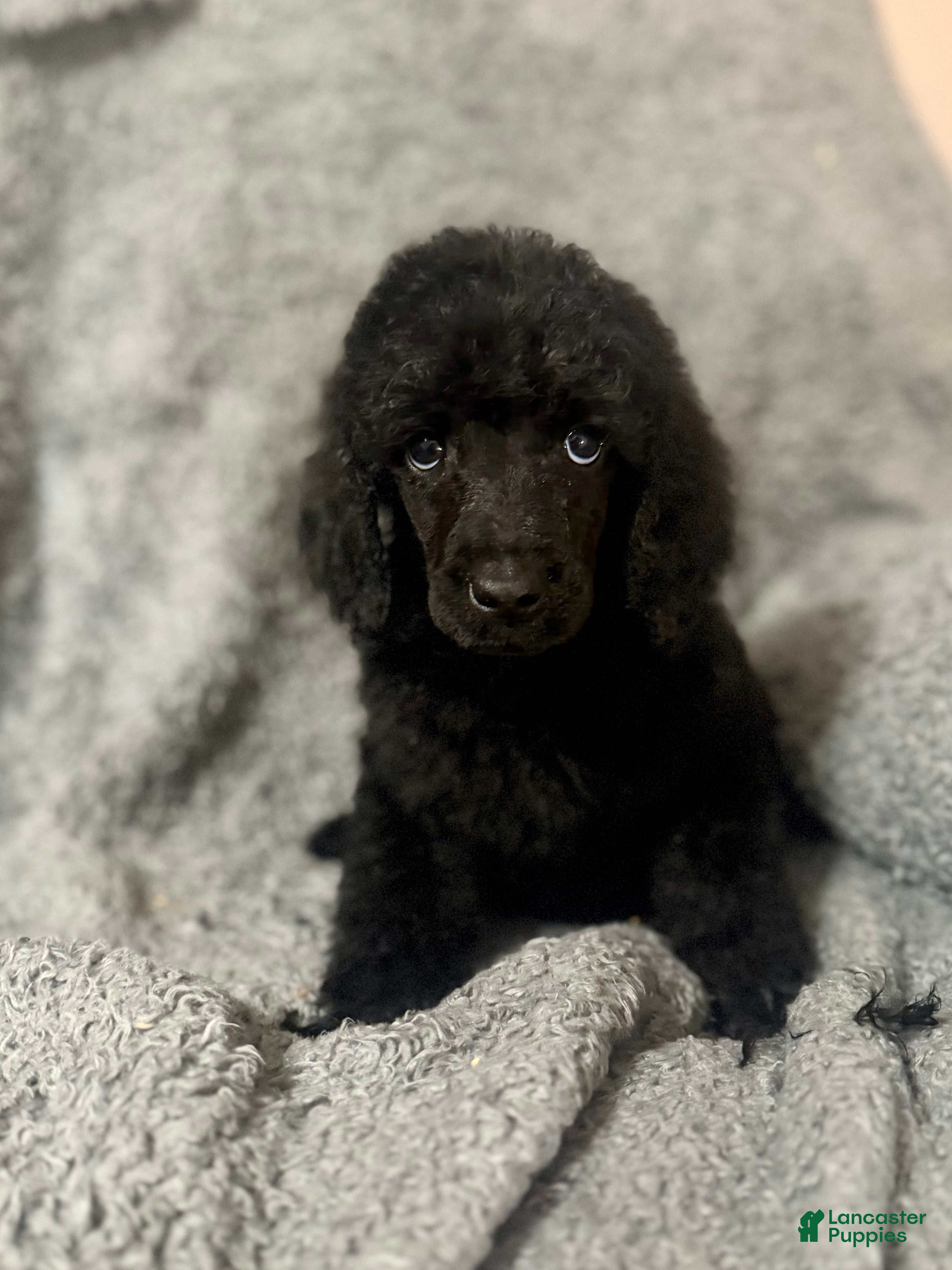 Standard Poodle dogs for sale: Purple  - Ad 3