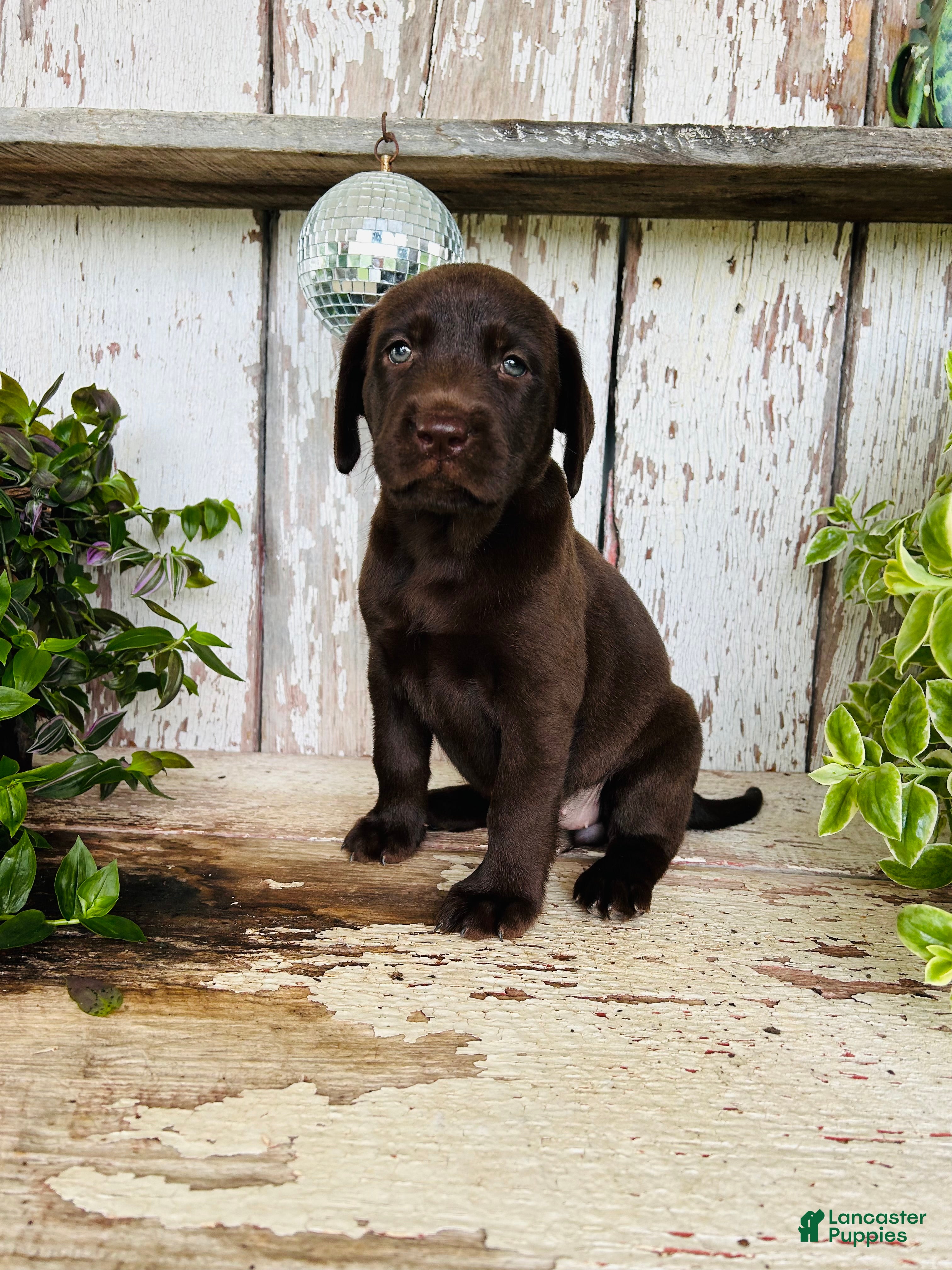 Labrador Retriever dogs Farah  - Ad 1
