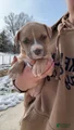 American Pit Bull Terrier Puppy 3