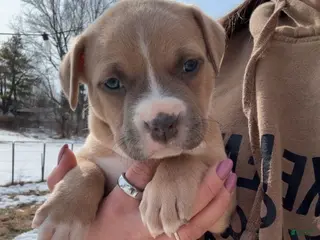 American Pit Bull Terrier dogs American Pit Bull Terrier Puppy 3 - Ad 20