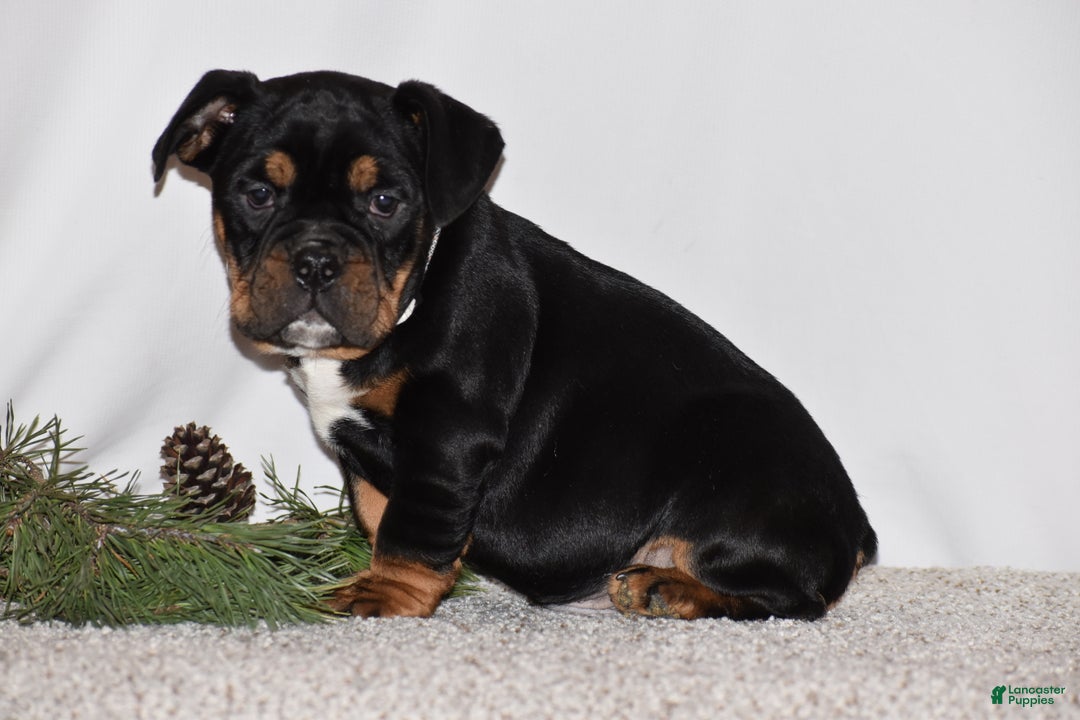 Mixed Breed dogs for sale: Buddy - Ad 7