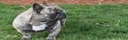 French Bulldog dogs for sale: Jazz - Ad 4