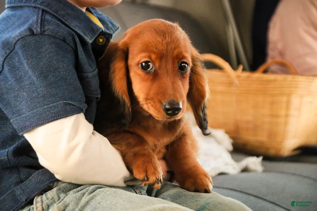 Miniature Dachshund dogs for sale: Tinsel - Ad 7