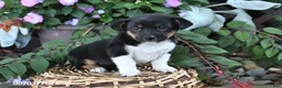 Mixed Breed dogs for sale: Callie - Ad 3