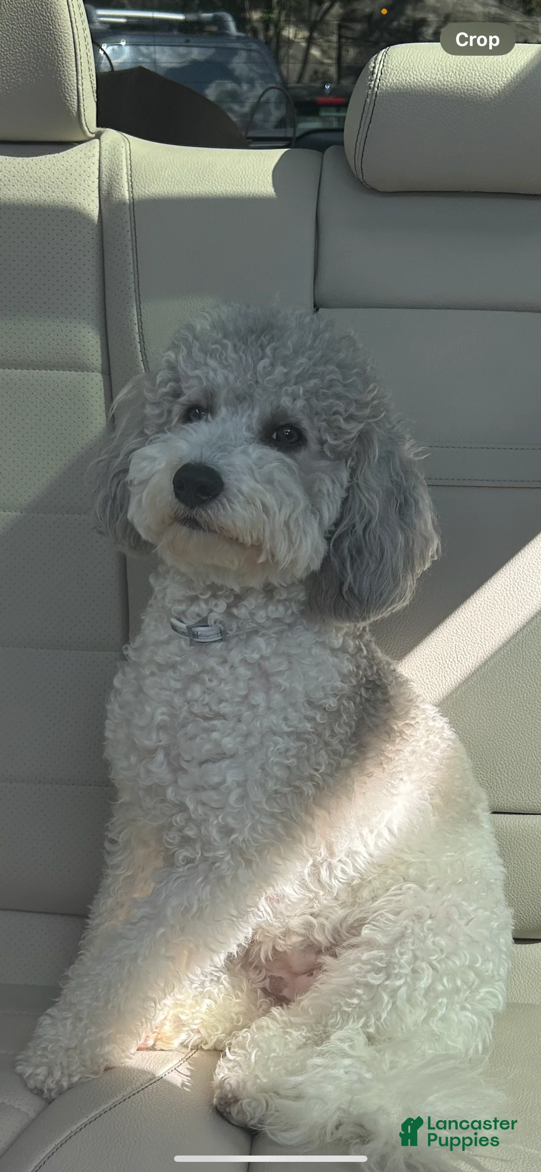 Mini Goldendoodle dogs for sale: Mini Goldendoodle litter of 8 puppies in Yonkers - Ad 2