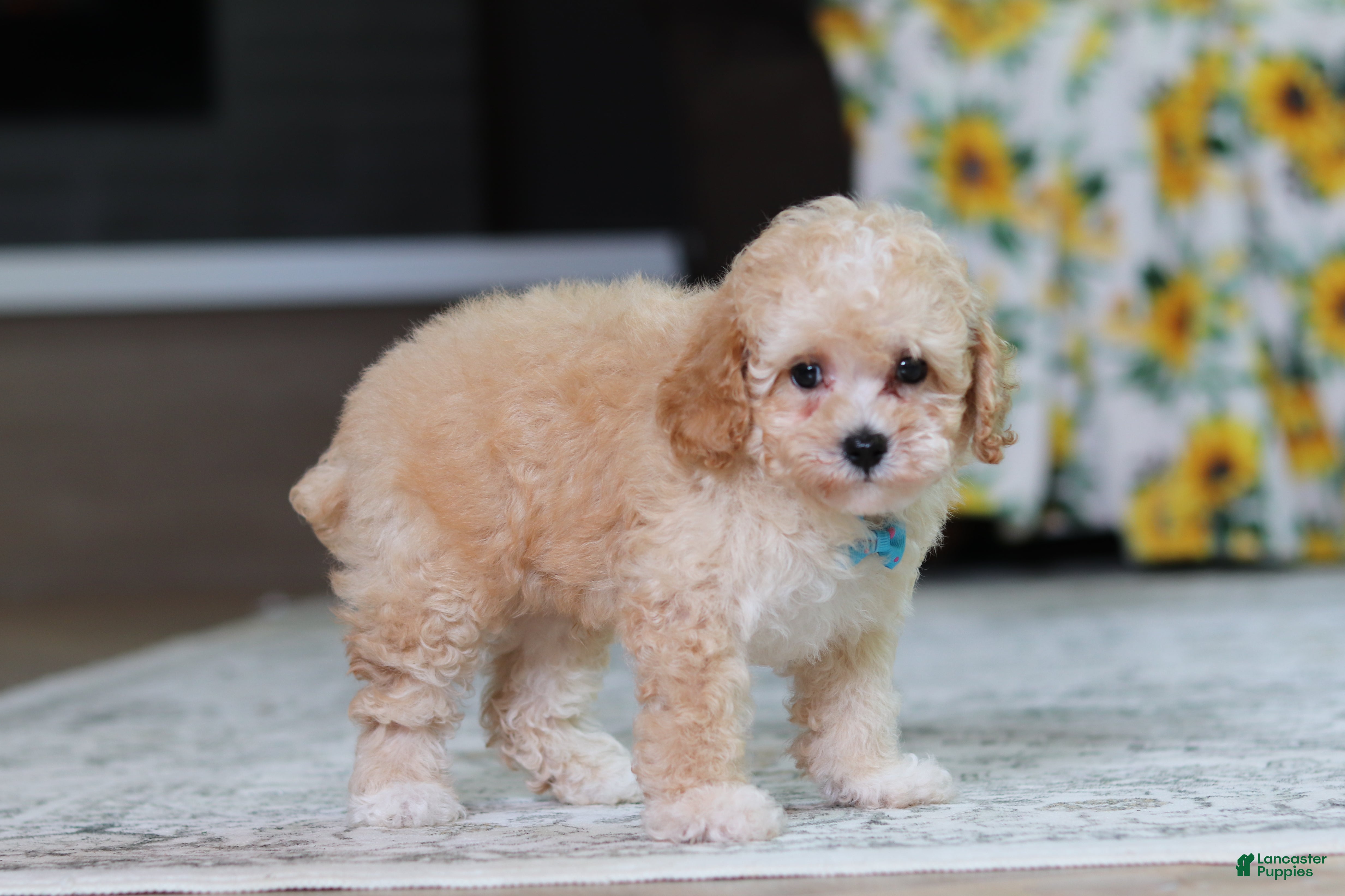 Miniature Poodle dogs Denver - Ad 2