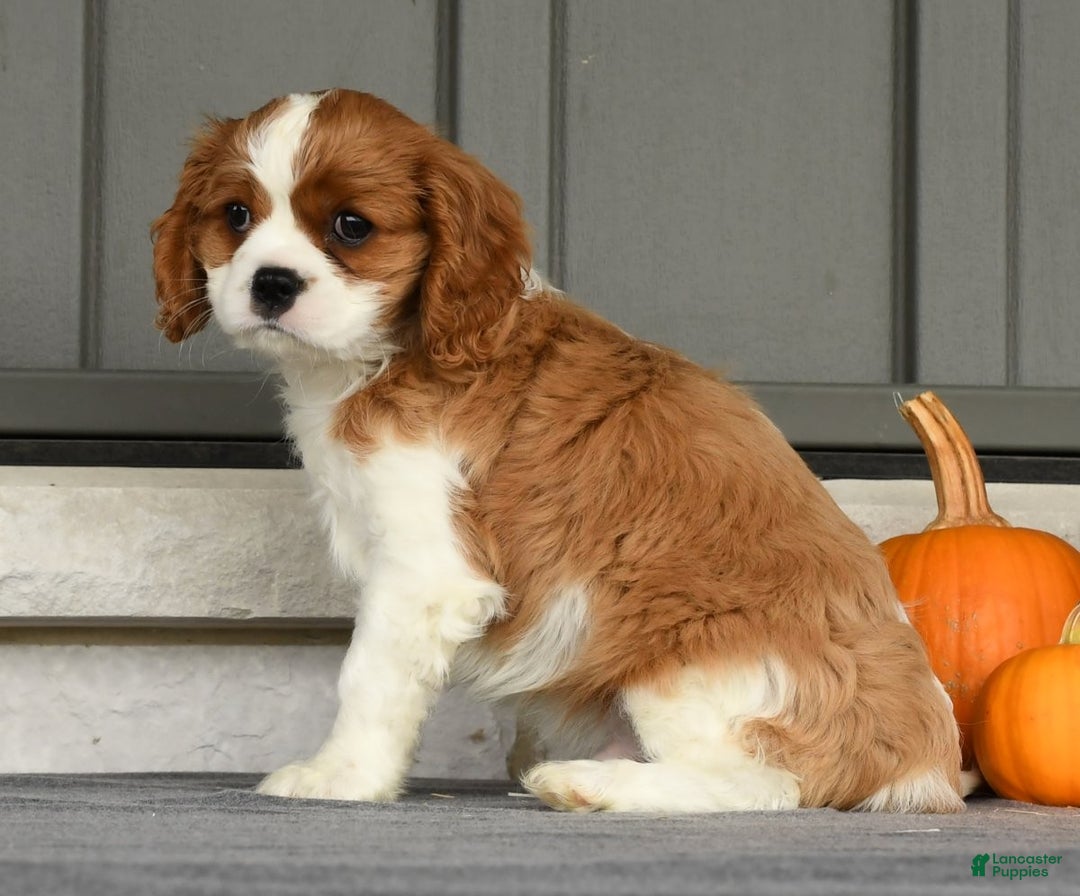 Cavalier King Charles Spaniel dogs for sale: Charlie - Ad 8