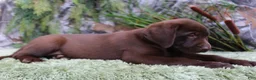 Labrador Retriever dogs for sale: Willy - Ad 3