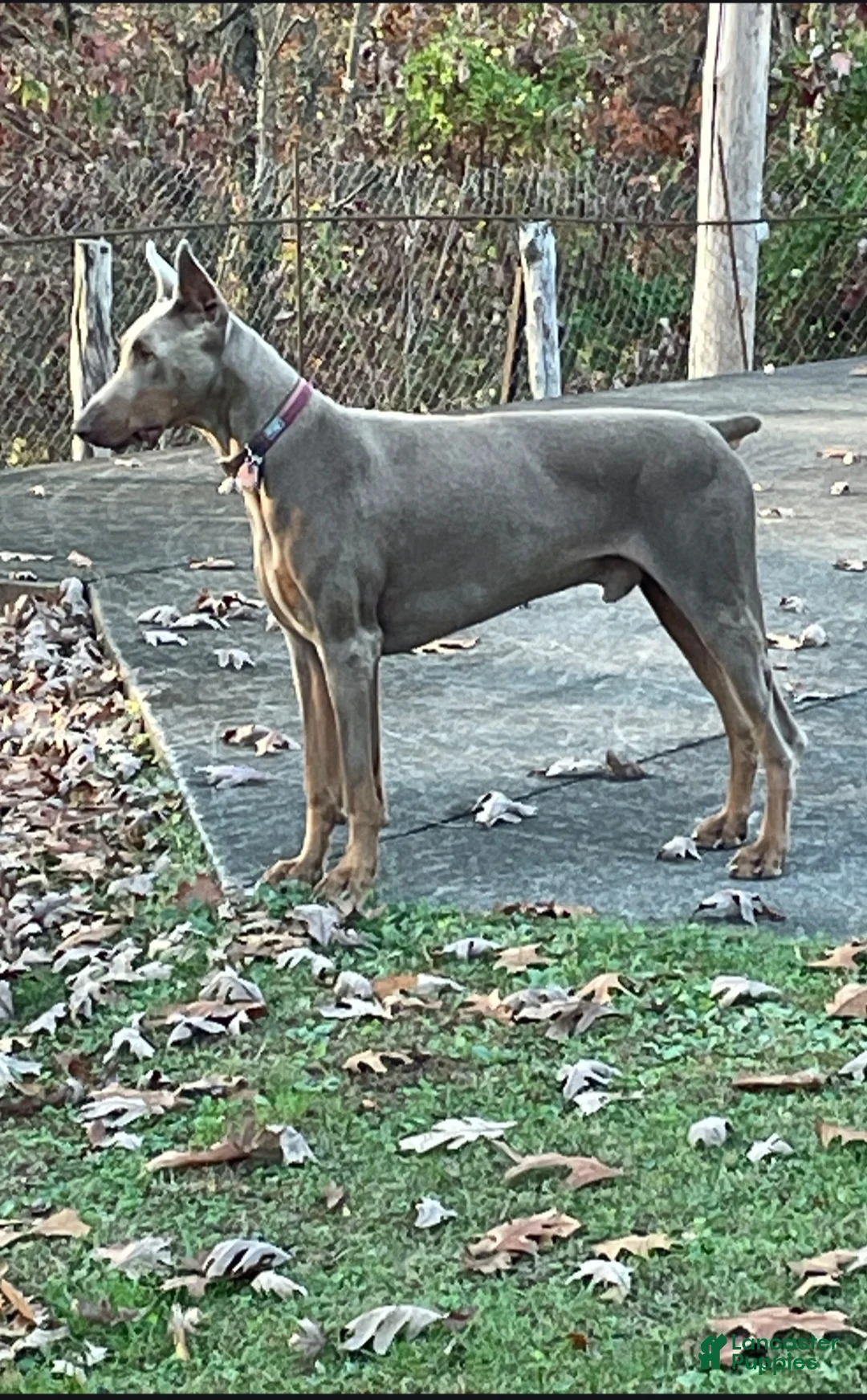 Doberman Pinscher dogs for sale: Doberman Pinscher Puppy Hunter - Ad 5