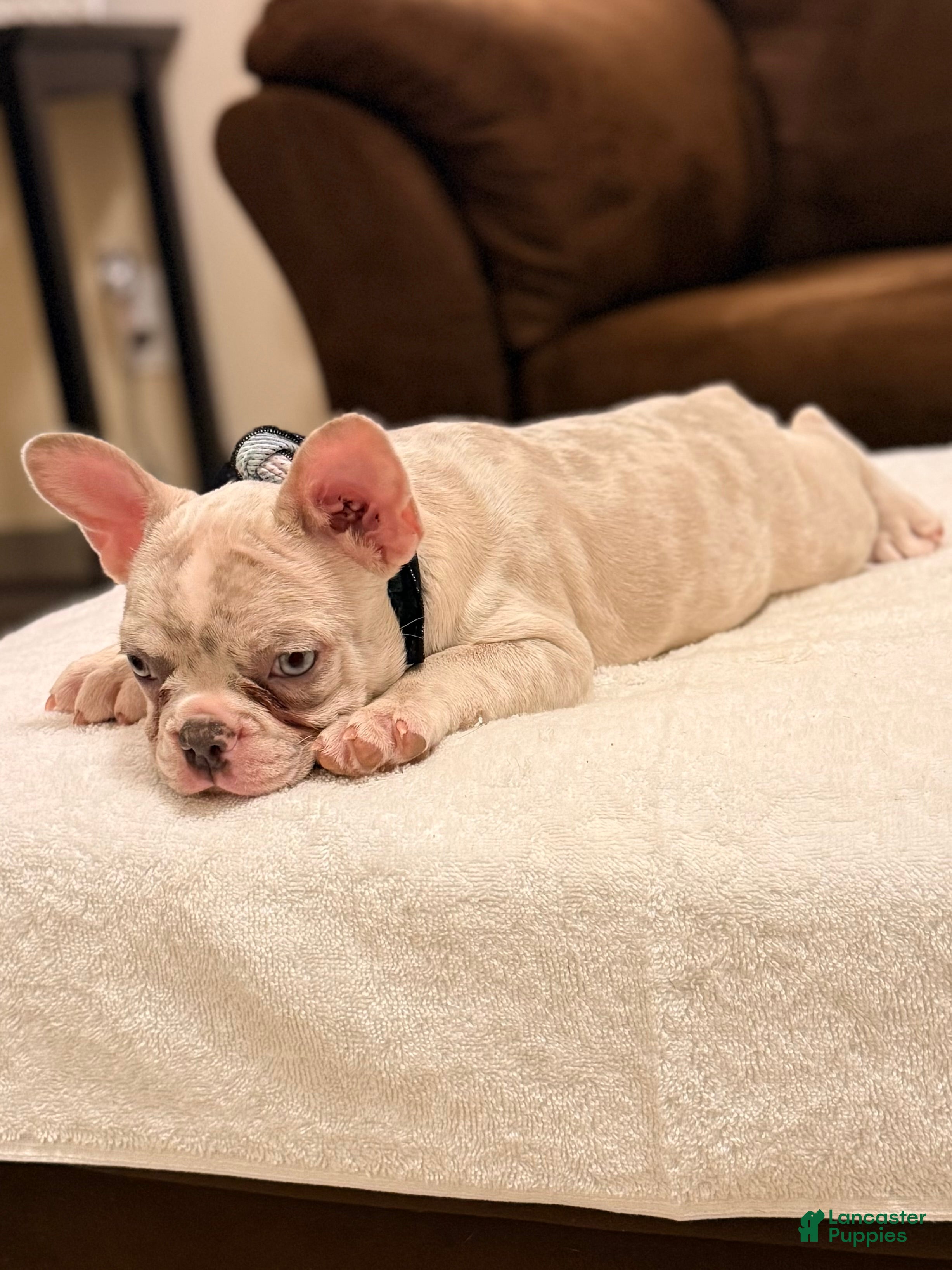 French Bulldog dogs 9 - Lilac Merle Female - Ad 16